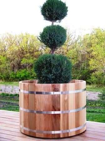 large tree in planter